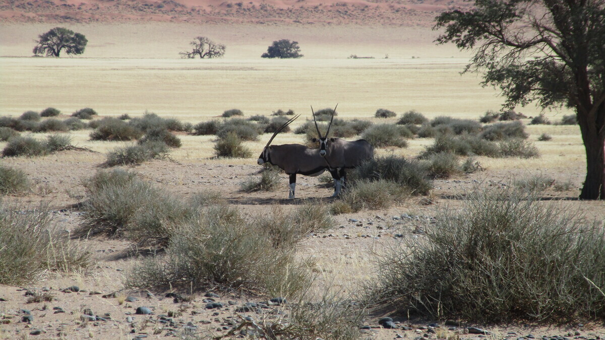 Namibia: Oryxantilopen bei Sossusvlei - das Wappentier Namibias
