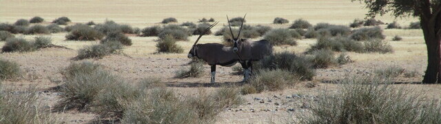 Namibia: Oryxantilopen bei Sossusvlei - das Wappentier Namibias