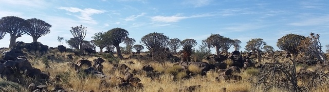 Namibia: Quiver Tree Forest (Köcherbaumwald) bei Keetmanshoop